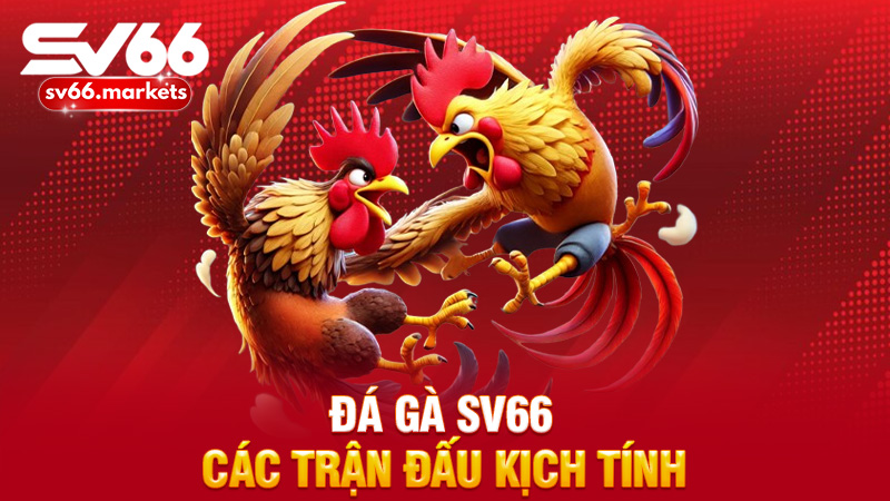 Đá Gà Sv66 – Các Trận Đấu Kịch Tính, Cơ Hội Vàng Mỗi Ngày